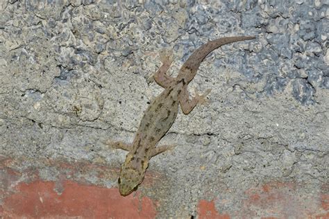 Yunnan Dwarf Gecko From On August At Pm By