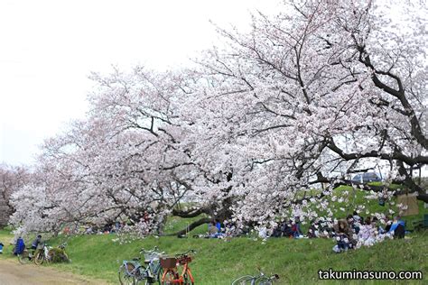 Sakura Report 2015 - Enjoying Sakura Blossoms Along Tama River While ...