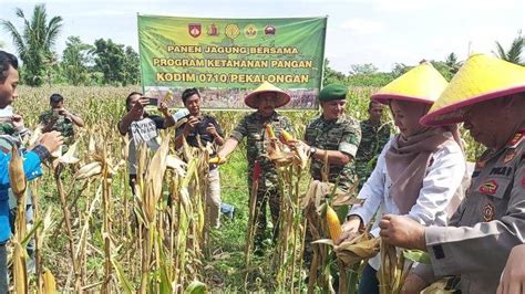 Dukung Ketahanan Pangan Kodim 0710 Pekalongan Panen Jagung