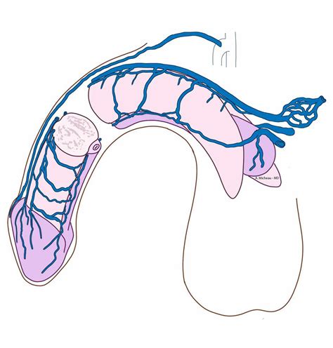 Figure External Pudendal Veins Great Statpearls Ncbi 59 Off