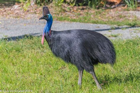 Cassowary Corner On Twitter Cassowary Birdphotography