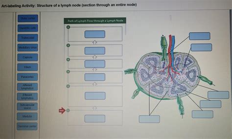 Solved Art-labeling Activity: Structure of a lymph node | Chegg.com