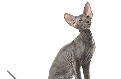 Peterbald Cat: Breed Profile, Characteristics & Care