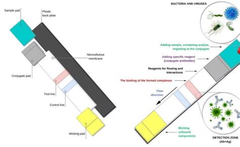 Lateral Flow Immunoassay Using Nps A Schematic Of A Lateral Flow