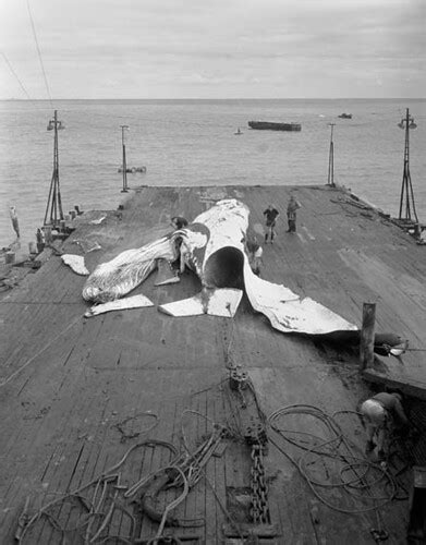 Australias Whaling Past 1945 Men Clean A Carcass At Sho Flickr