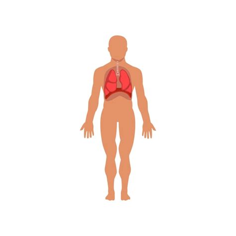 Premium Vector Human Respiratory System Anatomy Of Human Body Vector