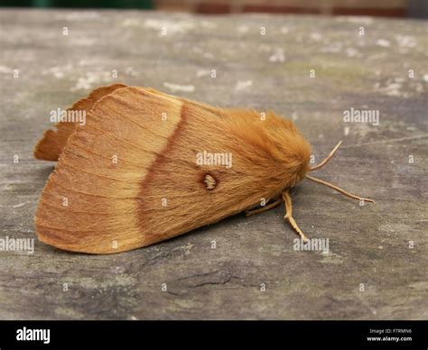 Oak Eggar Moth Stock Photo Alamy