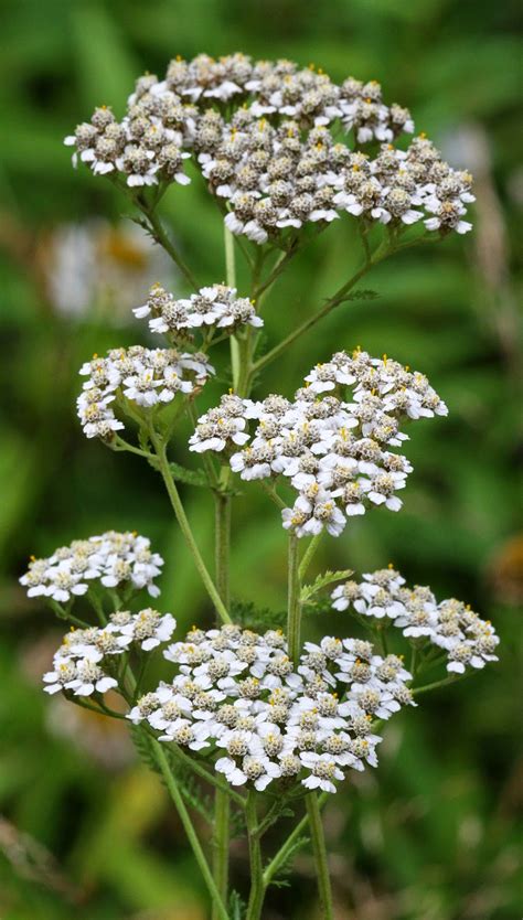 Nwflora Common Yarrow Achillea Millefolium