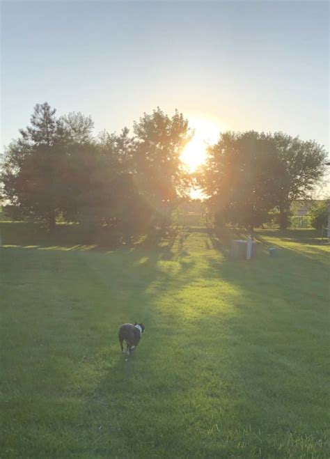 how to protect lawn from dog urine