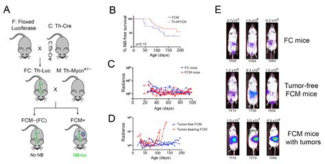 IJMS Free Full Text Adaptation Of The Th MYCN Mouse Model Of