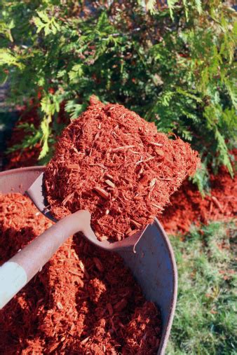 Mulching Bushes With Shovel And Wheelbarrow Stock Photo Download