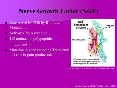 Ppt The Role Of Nerve Growth Factor Ngf On Mast Cells During