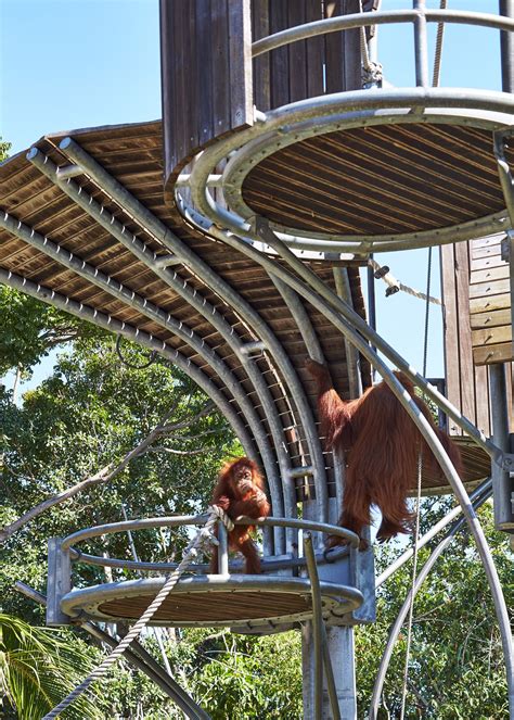 Gallery Of Perth Zoo Orang Utan Exhibit Iredale Pedersen Hook