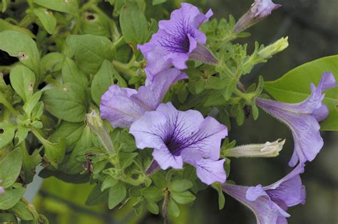 茄科 矮牽牛屬 矮牽牛 葉花 屏東市 Petunia hybrida 翁明毅 Flickr