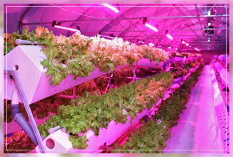 Aeroponic Farming: A Modern Farming Method - AAAKSC