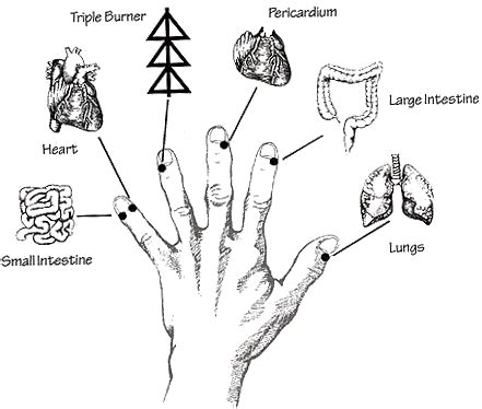 Thẻ ghi nhớ mnemonic tricks for hands and feet Quizlet Acupuncture