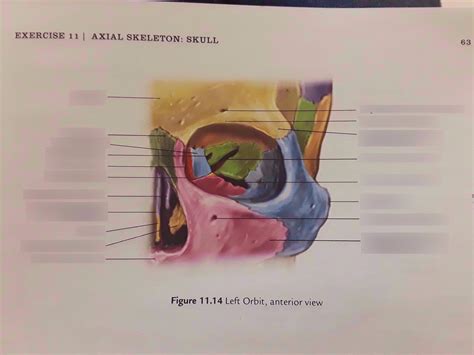 Axial Skeleton Skull Left Orbit Anterior View Part 3 Diagram Quizlet