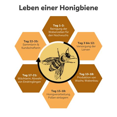 Leben Der Honigbiene Naturpark Schwarzwald Mitte Nord