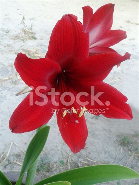 Flower Star Lily Stock Photo | Royalty-Free | FreeImages