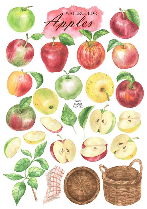 Watercolor Apples Clipart Apple Clip Art Fruits Slices Of Etsy