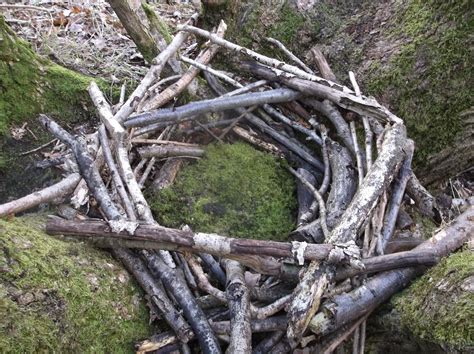 Fagley Primary Forest School Nest Building