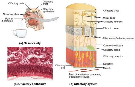 Sensory Perception Taste And Olfaction Anatomy And Physiology I