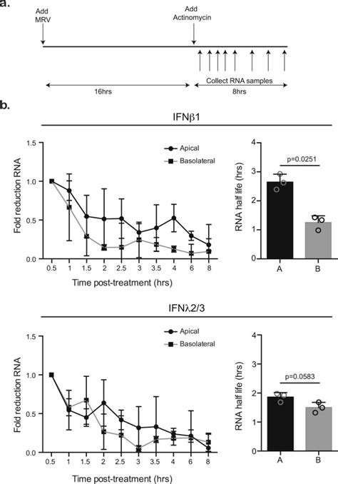 Asymmetric Distribution Of Tlr3 Leads To A Polarized Immune Response In