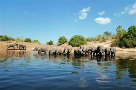 Botswana 5 Must Explore National Parks And Game Reserves Secret Africa