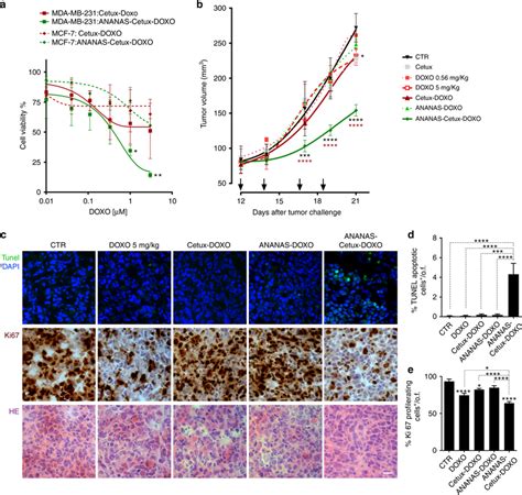 In Vitro And In Vivo Activity Of Doxorubicin Carrying Formulations A