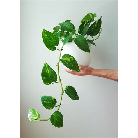 Golden Pothos in White Pot | Scindapsus Aureum - plantandpot.nz