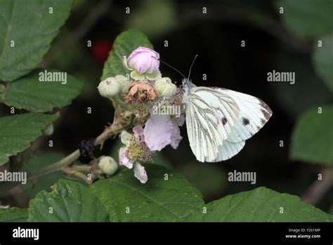 Large White Butterfly Stock Photo - Alamy