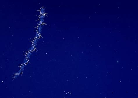 Deep Sea Bioluminescence | Smithsonian Ocean