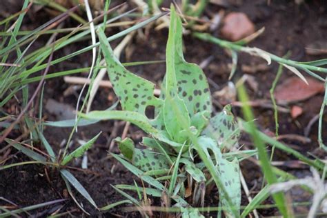 Wild African Hyacinth From West Rand District Municipality South