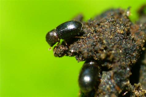 Coffee Berry Borer Cbb Helena Coffee Vietnam