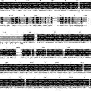 Sequence Alignment A 3 0 Flanking Sequences Analysis Out Of FaDRM