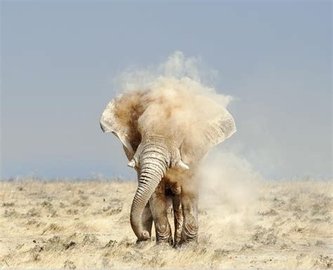 Kalahari Elephants Photos Elephant Animal Photography