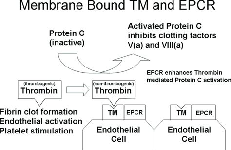 The Thrombomodulinprotein C Receptor TM EPCR System Located On The