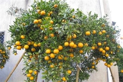 When To Fertilize Kumquat The Plant Aide