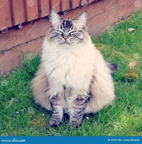 PEDIGREE RAGDOLL CAT stock photo. Image of lookingatcamera - 90932180