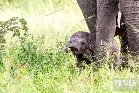 An Elephant Calf Loxodonta Africana Stands In Tall Green Grass Stock