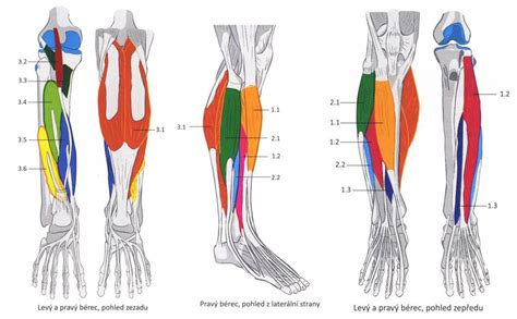 Musculi Cruris Diagram Quizlet