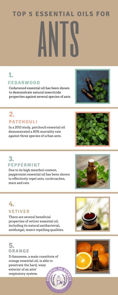 Essential Oils for Ants: How To Get Rid of Ants Naturally