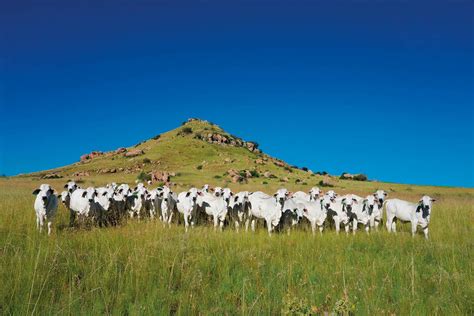 Gemengde boerdery grensverskuiwend en internasionaal gereken