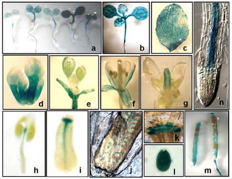 Histochemical Localization Of Gus Activity In Transgenic Pstsn1gus