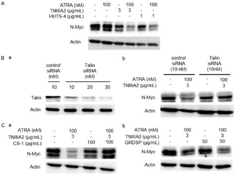 Activation of Integrin α4β1 is responsible for N Myc protein