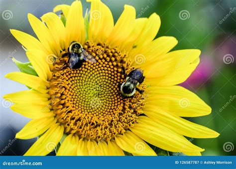 Sunflower With Bees Pollination Of Flowers Stock Photography