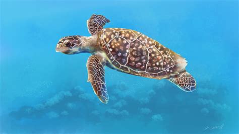 Sea Turtle Desktop Wallpapers 4k Hd Sea Turtle Desktop Backgrounds On Wallpaperbat