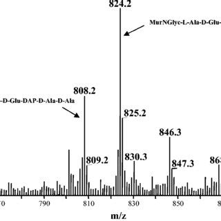 Positive Ion Mass Spectrum Of The Nucleotide Linked Intermediates