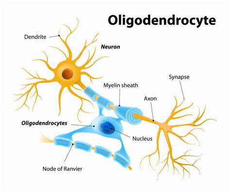 The Neuropsychiatry Of Multiple Sclerosis A Primer For Psychiatrists