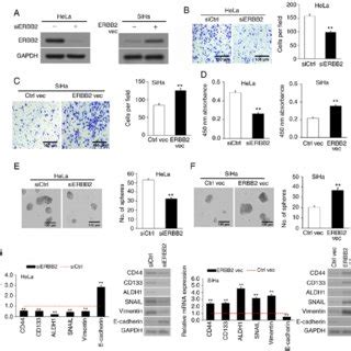 Erbb Overexpression In Cervical Cancer Cell Lines Stimulates